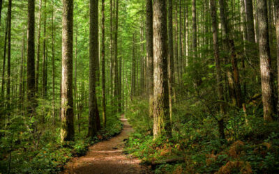 “Protectors of the Forest” – eTwinning projekt